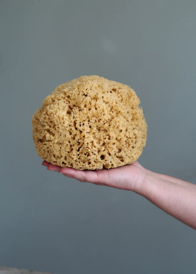 Natural Sea Sponge